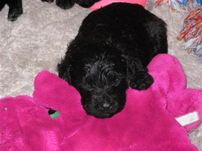 Portuguese Water Dog Puppies for Sale